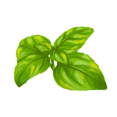 Basil graphic Basil graphic
