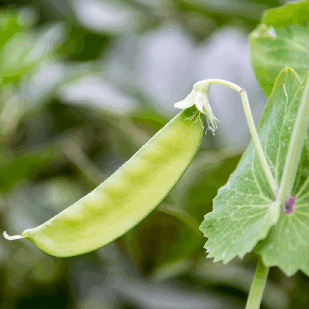 fresh garden peas