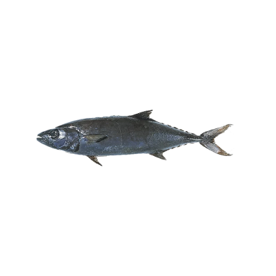 escolar fish
