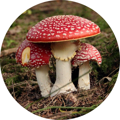 toxic mushrooms