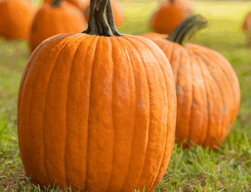 Pumpkins
