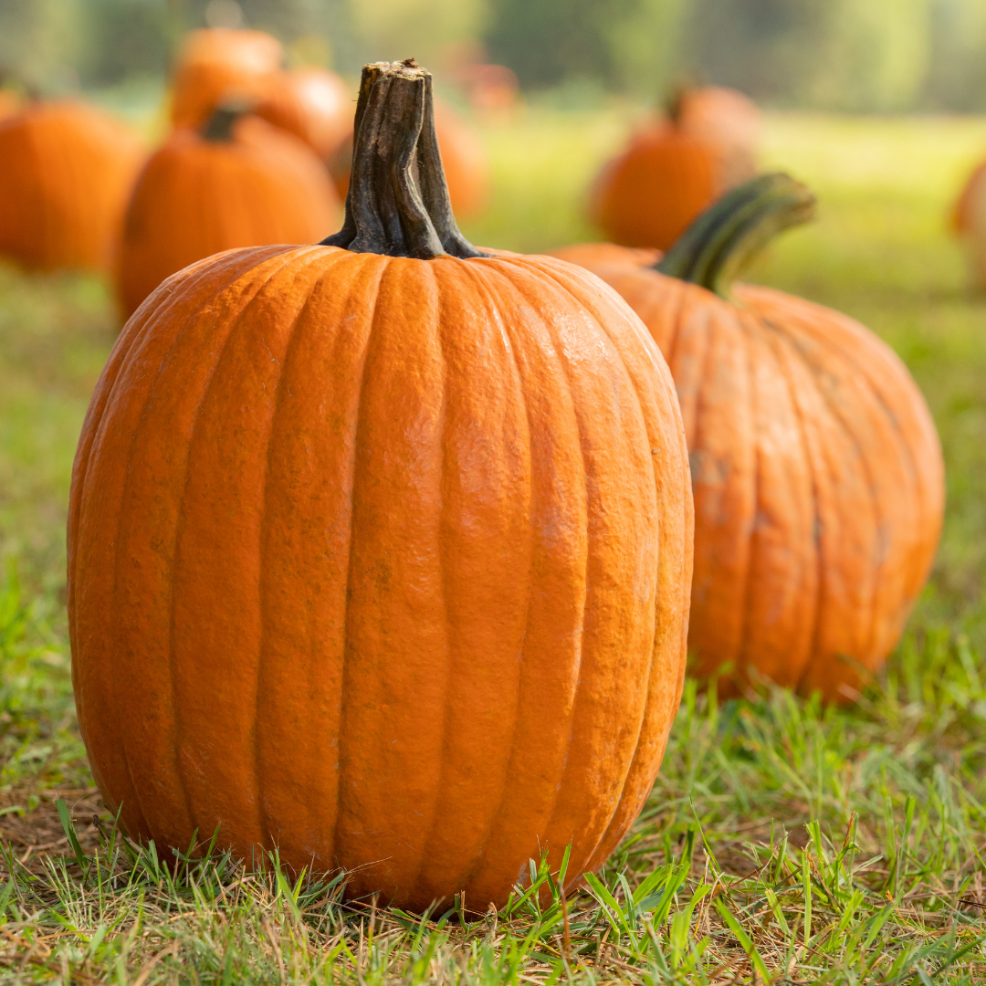 pumpkins