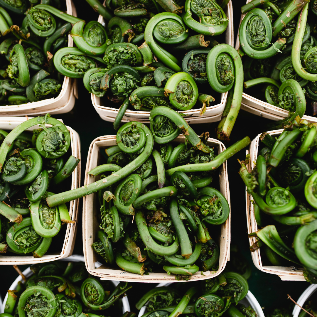 fiddleheads